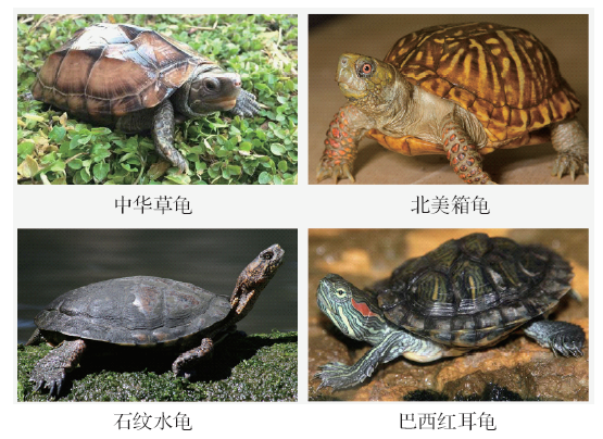 龟壳结构的力学性能研究现状及展望 1)