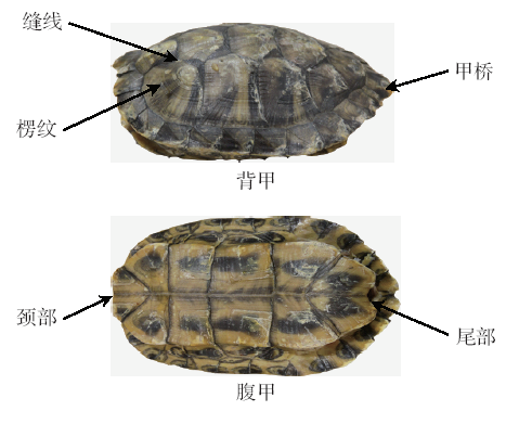 龟壳结构的力学性能研究现状及展望 1)