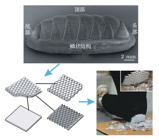 龟壳结构的力学性能研究现状及展望 1)